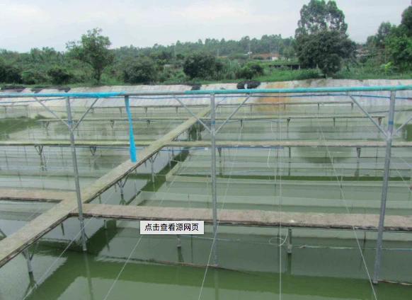 Weihai Seafood Market: saldūdens zivju cenas joprojām ir stabilas